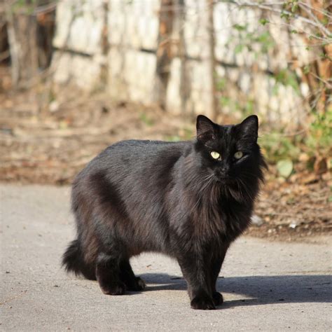 Knowing what a persian cat looks like and how it behaves can help simplify your search for my 6 month old cream colored persian kitten has long, soft cream colored fur which is a golden (reddish) brown close to the skin. Black Persian Cat Wallpapers ~ Free HD Desktop Wallpapers ...