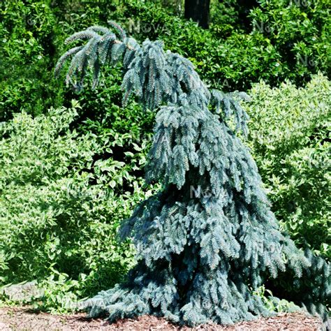 Weeping white spruce (picea glauca 'pendula') height: Slenderina Weeping Blue Spruce For Sale Online | The Tree ...