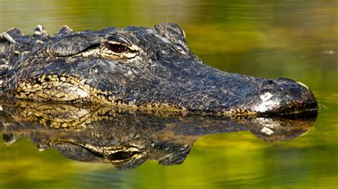 The 2022 Alabama Alligator Harvest Lottery Opens June 7th Alabama