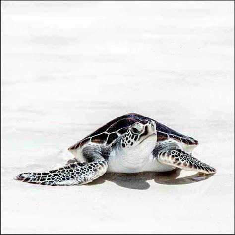 Coastal development has reduced the area where they 1. Weight Of Sea Turtle | What Things Weigh