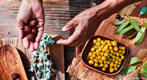 aboriginal chefs cooking with australian bush tucker aboriginal food native foods cooking