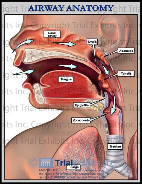 Diagram Of Ear Nose And Throat