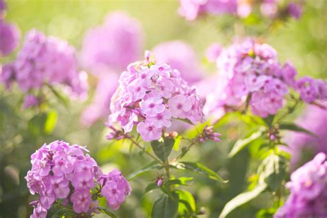 These Are The Most Fragrant Flowers To Plant In Your Garden In 2021