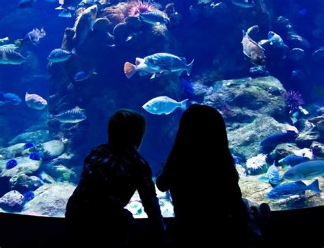 Maybe you would like to learn more about one of these? SEA LIFE San Antonio Aquarium | Shops at Rivercenter