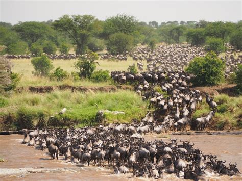 Best Time To Visit The Serengeti Go2africa