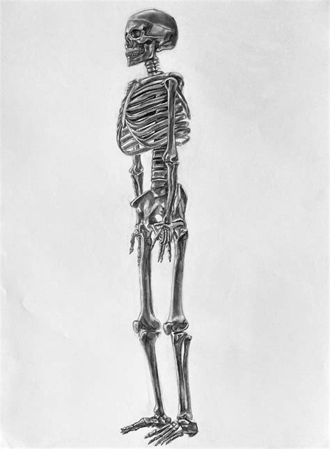 Full Skeleton Study Sydney Mcbride Art