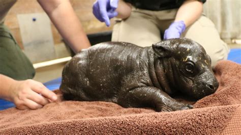 Baby Pygmy Hippo Born At Franklin Park Zoo For The 1st Time Nbc Boston