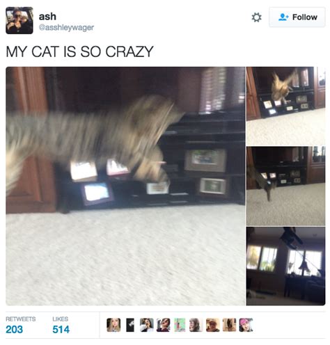 44 Hilarious Cat Tweets From 2016 Owning A Cat Cats Happy Birthday