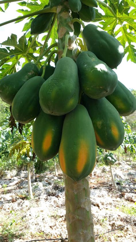 Dwarf Papaya Carica Papaya Papaya Fruit Tree Seeds Etsy