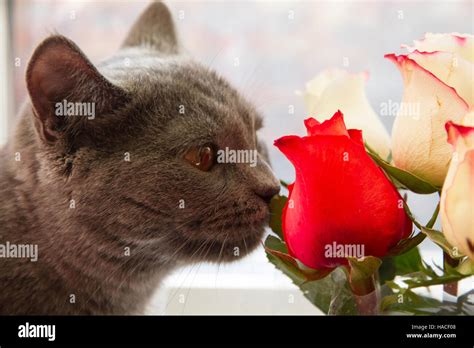 Gray Cute Cat Smelling Rad And White Roses Stock Photo Alamy