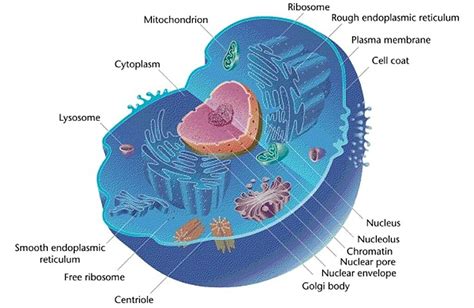 Mitochondrion Definition Structure And Function Biology Dictionary