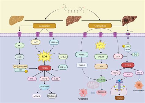 Frontiers Protective Role Of Curcumin In Disease Progression From Non