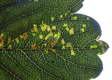 Angular Leaf Spot Symptoms Causes And Treatments Fusion 360