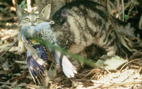 Australian Cats Kill 2 Billion Wild Animals Each Year Live Science