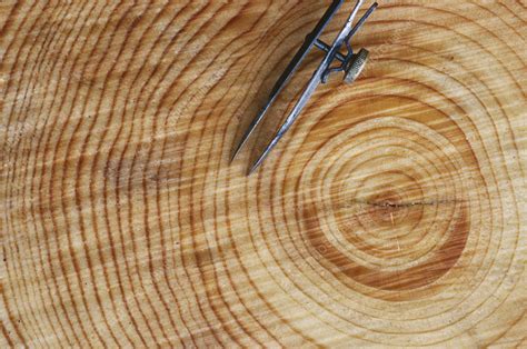 Definition of growth ring : Annual growth rings of a pine - Stock Image - C014/3801 ...