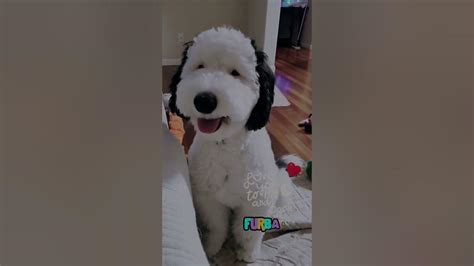 Meet Bayley The Real Life Snoopy Adorable Mini Sheepadoodle Taking