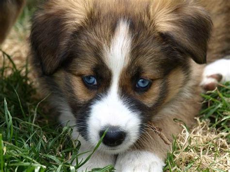 Incredible Australian Shepherd Border Collie Mix Puppies For Sale In