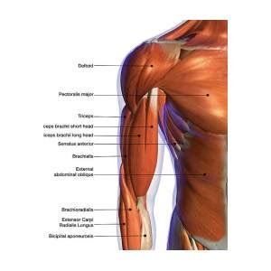 Labeled Anatomy Chart Of Full Body Male Poster By Hank Grebe Fine Art
