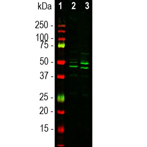 Neun Polyclonal Antibody Pa5 143586