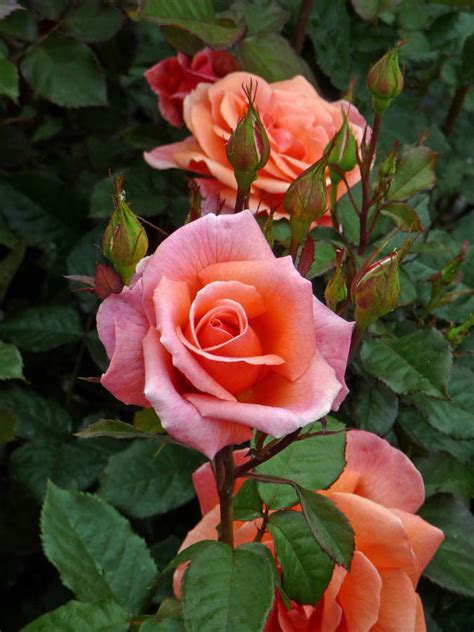 Fragrant Plant Gift Rose Fragrant Delight By Giftaplant ...