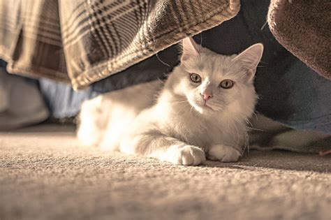Hirschsprung's disease, associated syndromes, and genetics: Vestibular Disease in Cats: A Helpful Guide| Canna-Pet®