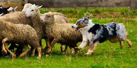 Herding Eukanuba