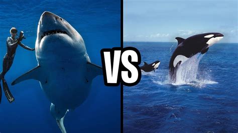 Great White Shark Vs Killer Whale Who Wins This Epic Battle Youtube