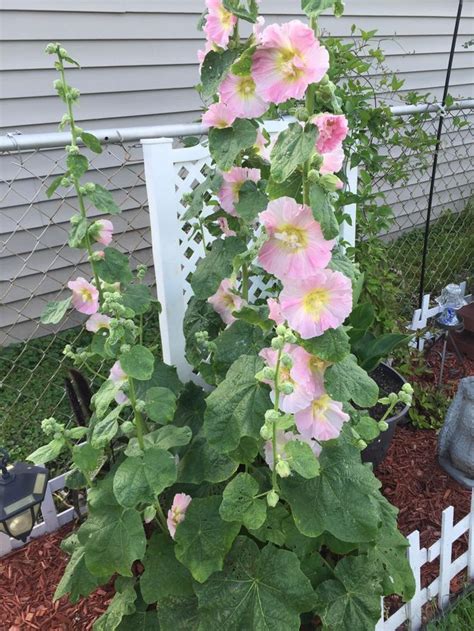 Grow Hollyhocks In The Fall The Plant And Fall