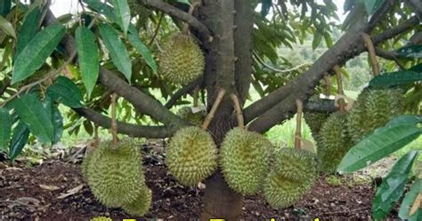 Pohon Durian Taksonomi Sebaran Buah Kayu Budidaya Serta My Xxx Hot Girl