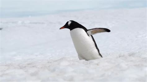 Penguin In The Snow Stock Video Motion Array