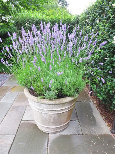 Cosy Carolina Lavender In Pots Not Provence