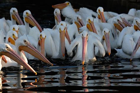 Pelican Photography American White Pelicans And Pacific Brown Pelicans