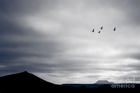 Geese Flying South For Winter Photograph By Silken Photography