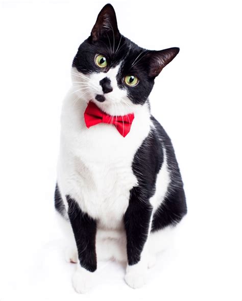 Win A Cat Bow Tie And Collar From Sweet Pickles Designs