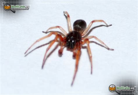 Identify brown recluse spiders by the violin shape on their abdomen. Running Spider