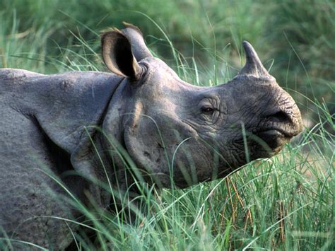 Greater One Horned Rhino Species Wwf