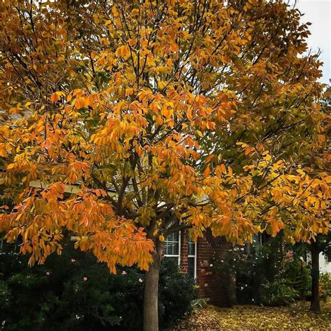 Thetreecenter Posted To Instagram With The Texas Ash Tree When Fall