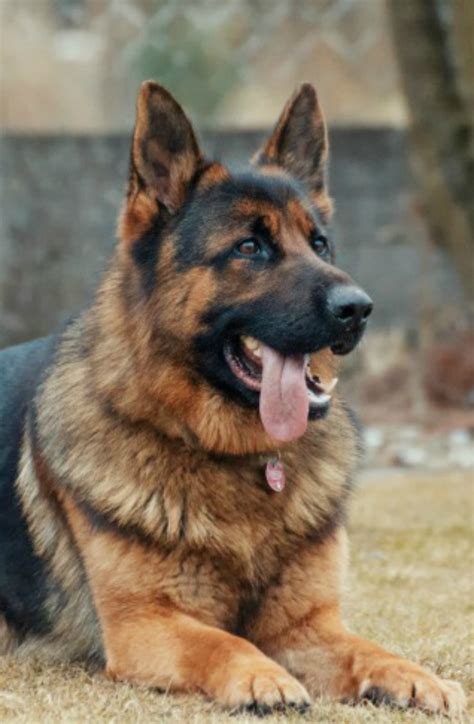 Your 10 Most Popular Questions About German Shepherd Dogs Vivamune Health