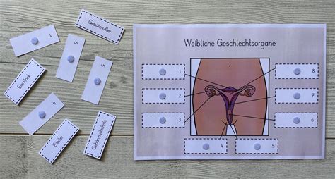 Zu den weiblichen geschlechtsorganen gehören eierstöcke, eileiter, gebärmutter und scheide. Weibliche Geschlechtsorgane Klasse 8 Frontansicht ...