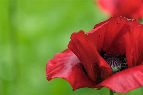 Poppy Flower Red Free Photo On Pixabay Pixabay