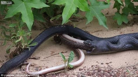 Horrifying Moment A Snake Regurgitates Another Live Snake Daily Mail