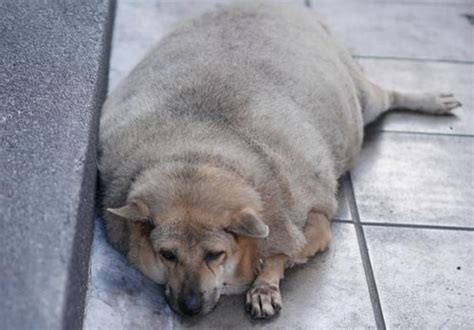 Pet Obesity Prevention Zooawesome