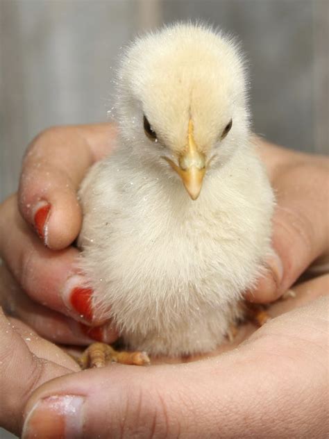 Clarksville Tenn — A Farm Store Employees Mistake Led To Live Chicks