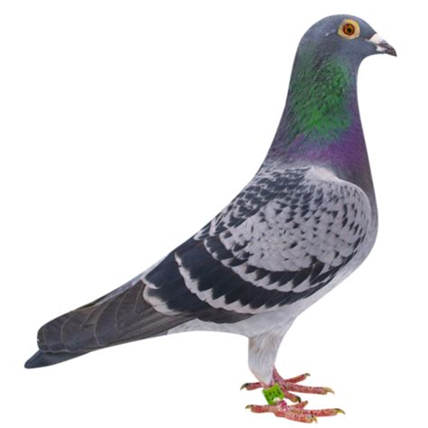 Racing Pigeons For Sale | Pigeons for sale, Racing pigeons, Racing pigeons for sale