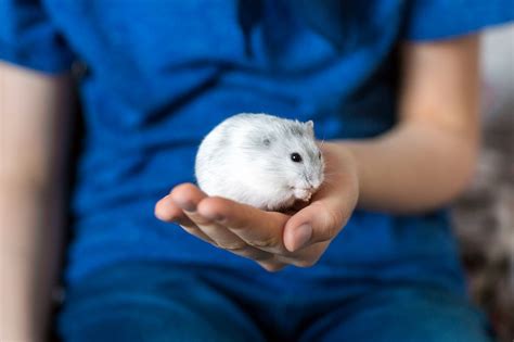 As for the monthly expenses, those include only bedding and food/treats, which can vary depending on what you get your hamster. Hamster Names | The Cutest in the World