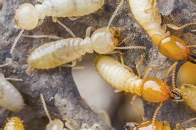 Index.about.com we would like to show you a description here but the site won't allow us. YS Pest Control Services