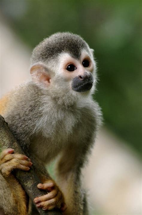 Carrera De Atletismo Donará Fondos A La Conservación Del Mono Tití La