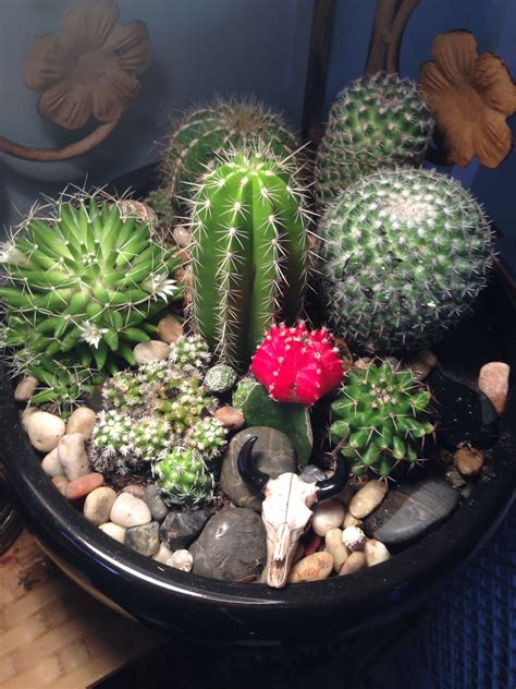 Under ideal conditions, san pedr cactus can grow up to 18 inches per year and will readily shoot off new pups (branches). How To Pot Cactus Plants