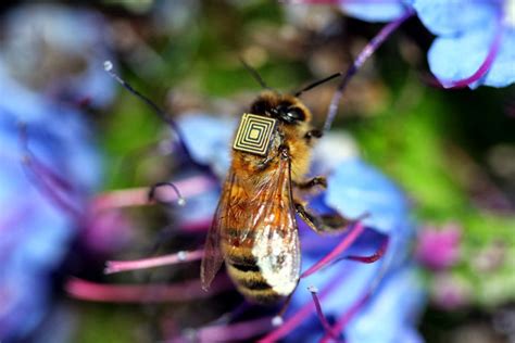 Scientists Study Bee Behaviour By Equipping Them With Electronic