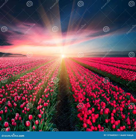Fabulous Stunning Magical Spring Landscape With A Tulip Field On The